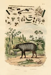 Babirusa, 1833-39